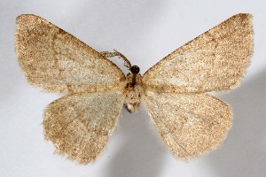  ( - AMNH_IZC 00197383)  @11 [ ] Unspecified (default): All Rights Reserved  Unspecified Unspecified