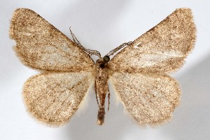  ( - AMNH_IZC 00197385)  @11 [ ] Unspecified (default): All Rights Reserved  Unspecified Unspecified