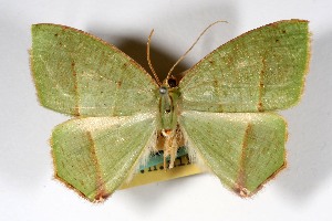  (Phyle herbuloti - USNM ENT 01920751)  @11 [ ] Unspecified (default): All Rights Reserved  Unspecified Unspecified