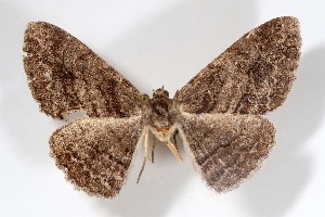  ( - AMNH_IZC 00197387)  @11 [ ] Unspecified (default): All Rights Reserved  Unspecified Unspecified