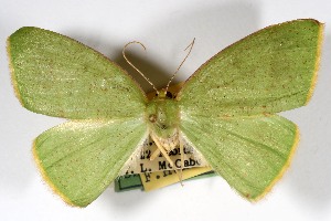  (Phyle neblina - USNM ENT 01920752)  @11 [ ] Unspecified (default): All Rights Reserved  Unspecified Unspecified