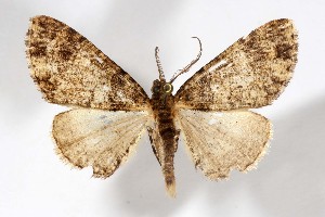  (Tesiophora aquila - AMNH_IZC 00197388)  @11 [ ] Unspecified (default): All Rights Reserved  Unspecified Unspecified