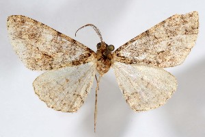  (Tesiophora cerezal - AMNH_IZC 00197389)  @11 [ ] Unspecified (default): All Rights Reserved  Unspecified Unspecified