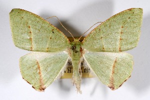  ( - USNM ENT 01920754)  @11 [ ] Unspecified (default): All Rights Reserved  Unspecified Unspecified