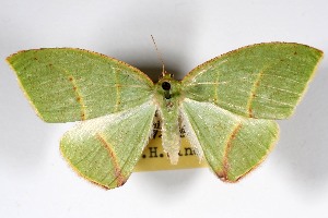  ( - USNM ENT 01920755)  @11 [ ] Unspecified (default): All Rights Reserved  Unspecified Unspecified