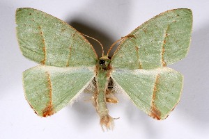  ( - USNM ENT 01920756)  @11 [ ] Unspecified (default): All Rights Reserved  Unspecified Unspecified