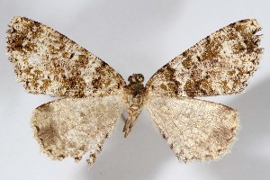  (Vinemina digita - AMNH_IZC 00197392)  @11 [ ] Unspecified (default): All Rights Reserved  Unspecified Unspecified