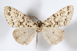  (Vinemina olivaria - AMNH_IZC 00197393)  @11 [ ] Unspecified (default): All Rights Reserved  Unspecified Unspecified