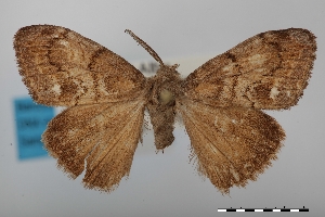  ( - USNM ENT 01894412)  @11 [ ] Unspecified (default): All Rights Reserved  Unspecified Unspecified