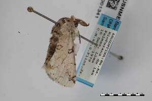  (Americerura annulifera - USNM ENT 02001341)  @11 [ ] Unspecified (default): All Rights Reserved  Unspecified Unspecified