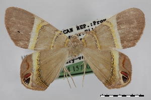  (Phrygionis bicornis - USNM ENT 02001378)  @11 [ ] Unspecified (default): All Rights Reserved  Unspecified Unspecified