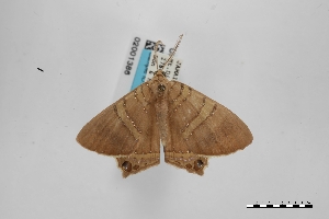  (Phrygionis sumptuosaria - USNM ENT 02001386)  @11 [ ] Unspecified (default): All Rights Reserved  Unspecified Unspecified