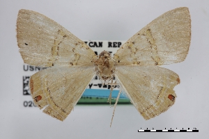  (Phrygionis rawlinsi - USNM ENT 02001407)  @11 [ ] Unspecified (default): All Rights Reserved  Unspecified Unspecified