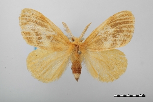  (Nygmia arrogans - USNM ENT 02004419)  @11 [ ] Unspecified (default): All Rights Reserved  Unspecified Unspecified