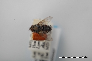  ( - USNM ENT 02004457)  @11 [ ] Unspecified (default): All Rights Reserved  Unspecified Unspecified