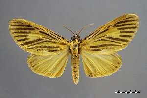  (Asota circularis - USNM ENT 02004460)  @11 [ ] Unspecified (default): All Rights Reserved  Unspecified Unspecified