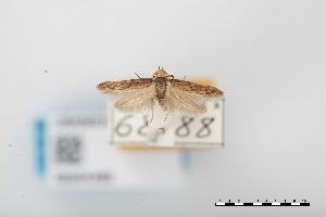  (Holcocera sp - USNM ENT 02004465)  @11 [ ] Unspecified (default): All Rights Reserved  Unspecified Unspecified