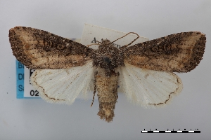  (Omphalestra semifusca - USNM ENT 02004538)  @11 [ ] Unspecified (default): All Rights Reserved  Unspecified Unspecified