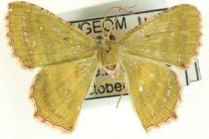  ( - CCDB-19583-G02)  @13 [ ] CreativeCommons - Attribution (2012) CBG Photography Group Centre for Biodiversity Genomics