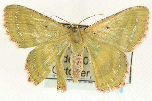  ( - CCDB-19583-G03)  @13 [ ] CreativeCommons - Attribution (2012) CBG Photography Group Centre for Biodiversity Genomics