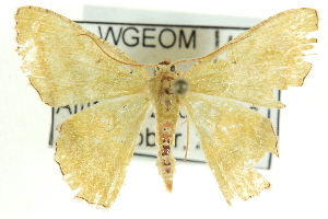  ( - CCDB-19585-H09)  @13 [ ] CreativeCommons - Attribution (2012) CBG Photography Group Centre for Biodiversity Genomics