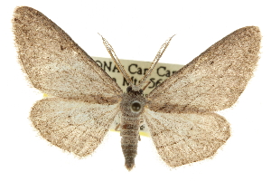  (Glena - CCDB-20805-B06)  @15 [ ] CreativeCommons - Attribution (2013) CBG Photography Group Centre for Biodiversity Genomics