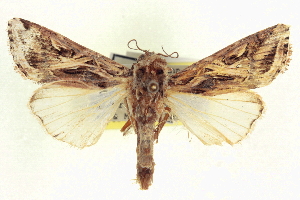  (Spodoptera pulchella - CCDB-20806-B09)  @15 [ ] CreativeCommons - Attribution (2013) CBG Photography Group Centre for Biodiversity Genomics
