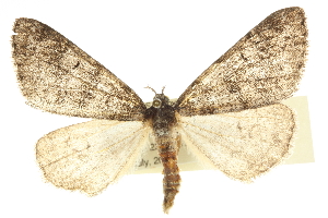  ( - CCDB-20825-B10)  @14 [ ] CreativeCommons - Attribution (2013) CBG Photography Group Centre for Biodiversity Genomics