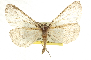  ( - CCDB-20825-B12)  @14 [ ] CreativeCommons - Attribution (2013) CBG Photography Group Centre for Biodiversity Genomics