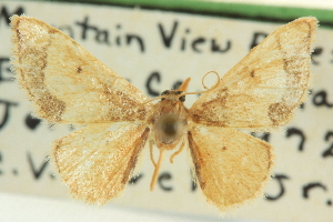  (Idaea kendallaria - CCDB-20264-D02)  @11 [ ] CreativeCommons - Attribution (2013) CBG Photography Group Centre for Biodiversity Genomics