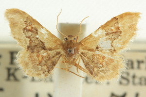  (Idaea occidentaria - CCDB-20264-D07)  @13 [ ] CreativeCommons - Attribution Non-Commercial Share-Alike (2013) CBG Photography Group Centre for Biodiversity Genomics