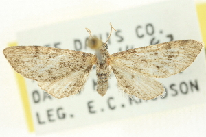  (Eupithecia huachuca - CCDB-20270-G08)  @14 [ ] CreativeCommons - Attribution (2013) CBG Photography Group Centre for Biodiversity Genomics