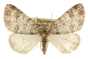  (Galenara olivacea - CCDB-20808-B05)  @14 [ ] CreativeCommons - Attribution (2013) CBG Photography Group Centre for Biodiversity Genomics