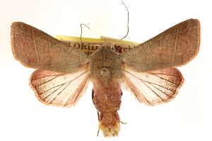  (Marilopteryx lutina - CCDB-22943-H10)  @15 [ ] CreativeCommons - Attribution (2014) CBG Photography Group Centre for Biodiversity Genomics