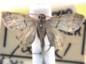  (Idaea monata - CCDB-22945-A02)  @14 [ ] CreativeCommons - Attribution (2014) CBG Photography Group Centre for Biodiversity Genomics