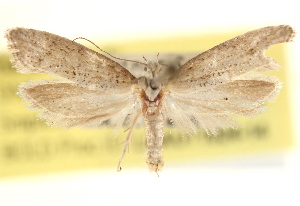  ( - CCDB-22952-G03)  @11 [ ] CreativeCommons - Attribution (2014) CBG Photography Group Centre for Biodiversity Genomics
