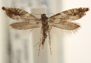  (Glyphipterix juncivora - CCDB-22952-H08)  @14 [ ] CreativeCommons - Attribution (2014) CBG Photography Group Centre for Biodiversity Genomics