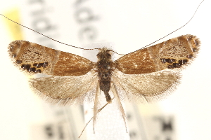  ( - CCDB-22960-G04)  @11 [ ] CreativeCommons - Attribution (2014) CBG Photography Group Centre for Biodiversity Genomics