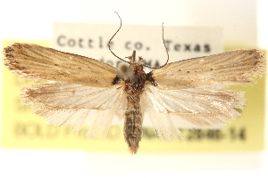  (Exaeretia gracilis - CCDB-23276-H07)  @15 [ ] CreativeCommons - Attribution (2014) CBG Photography Group Centre for Biodiversity Genomics