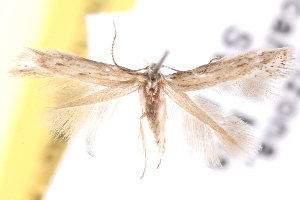  (Elachista loriella - CCDB-23277-G08)  @14 [ ] CreativeCommons - Attribution (2014) CBG Photography Group Centre for Biodiversity Genomics