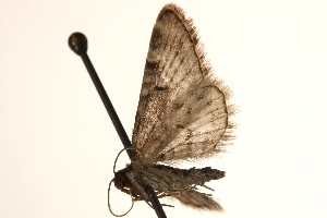  ( - CCDB-23284-D06)  @12 [ ] CreativeCommons - Attribution (2015) CBG Photography Group Centre for Biodiversity Genomics