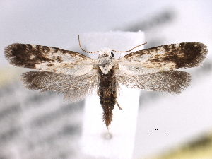  (Prodoxus tamaulipellus - CCDB-22949-C08)  @14 [ ] CreativeCommons - Attribution (2014) CBG Photography Group Centre for Biodiversity Genomics
