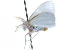  ( - CCDB-24284-G06)  @11 [ ] CreativeCommons - Attribution (2015) CBG Photography Group Centre for Biodiversity Genomics