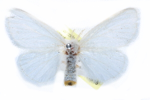  ( - CCDB-24285-A07)  @11 [ ] CreativeCommons - Attribution (2015) CBG Photography Group Centre for Biodiversity Genomics