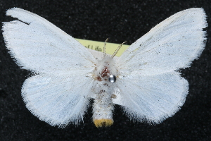  ( - CCDB-24285-A07)  @11 [ ] CreativeCommons - Attribution (2015) CBG Photography Group Centre for Biodiversity Genomics