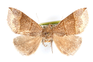  ( - CCDB-28563-E04)  @13 [ ] CreativeCommons - Attribution (2015) CBG Photography Group Centre for Biodiversity Genomics