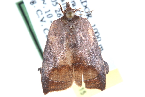  ( - CCDB-28565-B01)  @14 [ ] CreativeCommons - Attribution (2015) CBG Photography Group Centre for Biodiversity Genomics