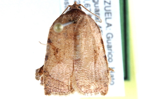  (Amorbia rhombobasis - CCDB-28565-B03)  @14 [ ] CreativeCommons - Attribution (2015) CBG Photography Group Centre for Biodiversity Genomics