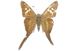  ( - CCDB-28950-B05)  @11 [ ] CreativeCommons - Attribution (2016) CBG Photography Group Centre for Biodiversity Genomics