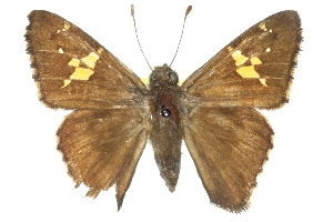  ( - CCDB-28950-G10_NGS)  @11 [ ] CreativeCommons - Attribution (2016) Jacopo DErcole Centre for Biodiversity Genomics